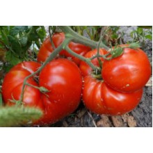 Редкие сорта томатов Жар горячие угли